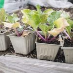 Protecting Your Garden from Frost