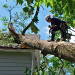 Stump Removal