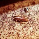 Cockroach Eggs