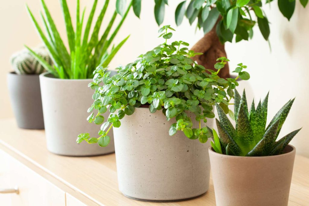 Low-Maintenance Indoor Plants That Will Add Color And Life To Any Space