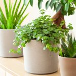 Low-Maintenance Indoor Plants That Will Add Color And Life To Any Space